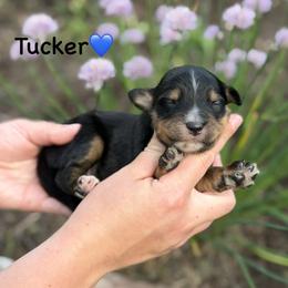Tucker - Black phantom male Aussiedoodle puppy in Lancaster, Minnesota from Finney Ranch