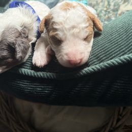 Cassian - Brown and white male Bernedoodle puppy in Cocoa, Florida from The Beach Doodles