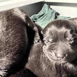 Boy 4 - Labrador Retriever puppy in Menomonee Falls, Wisconsin from Steppinstone Dog Training and Labradors/BC’s