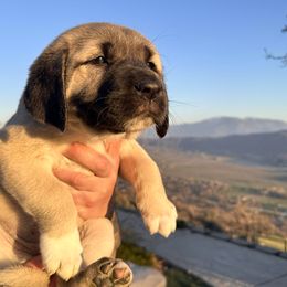 Anatolian Shepherd Dog Puppies from WanderDogs.Co