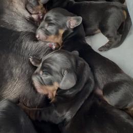 Tinley - availability pending evaluation for our keeper - Brindle female Dachshund puppy in Richmond, Kentucky from Cemcade Dachshunds (formerly Little Legs)