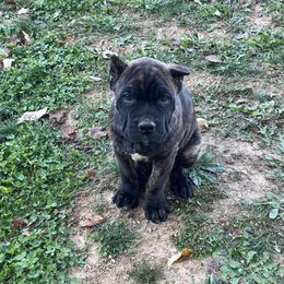 Ravi - Cane Corso puppy from Reverence Cane Corso
