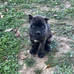 Ravi - Cane Corso puppy from Reverence Cane Corso