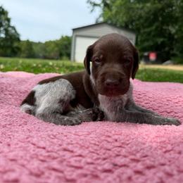 Boone - Liver roan male German Shorthaired Pointer puppy in Axton, Virginia from Red Clay Kennels