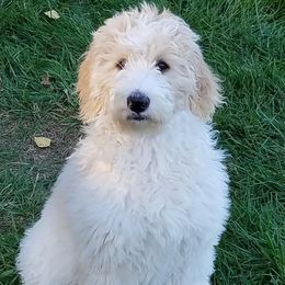Goldendoodles from Doodle Love N More