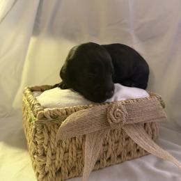 Gavin - Black male Dachshund puppy in Brockport, New York from Ryans Nursery/Ryan's Dachshunds