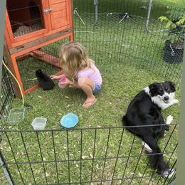 Meli - Australian Shepherd