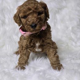 Maxine - Red  female Goldendoodle puppy in Austin, Texas from Austin Doodles & Poodles