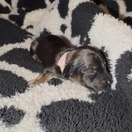 Pink - Brindle female Dachshund puppy in Mountain Home, Arkansas from Southern Charm Kennels