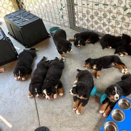 Bernese Mountain Dog Puppies from Alpen Daydream Bernese