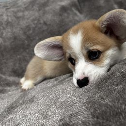 Pembroke Welsh Corgi Puppies from Brilliant Breeds