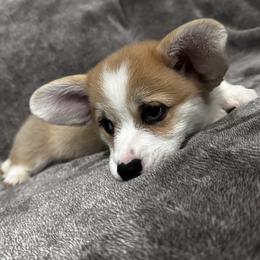 Pembroke Welsh Corgi Puppies from Brilliant Breeds