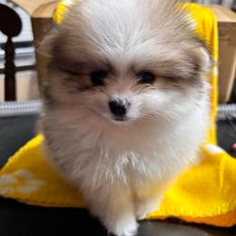 AKC Grinch Boy - Cream sable parti male Pomeranian puppy in Douglas, Massachusetts from Country Oak Poms LLC
