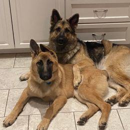 German Shepherds from Southern Shepherds