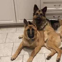 German Shepherds from Southern Shepherds