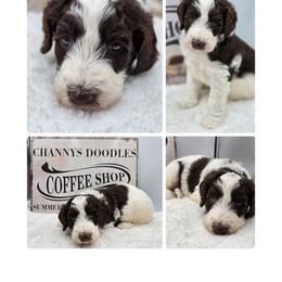Cappuccino - Parti female Goldendoodle puppy in Summerville, South Carolina from Channys Doodles