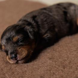 Cavapoo Puppies from Luxe Cavapoo