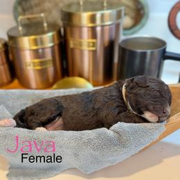 Java - Brown female Bernedoodle puppy in Rome, Georgia from Victoria’s Designer Doodles