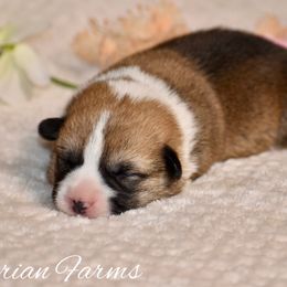 Clove - Red male Pembroke Welsh Corgi puppy in East Canton, Ohio from Victorian Farms