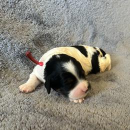 Red Collar - Traditional Tri - Tri-color female Cavapoo puppy in Tempe, Arizona from Springerdoodles Plus AZ