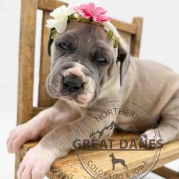 Cindy Lou - Mantle female Great Dane puppy in Sac City, Iowa from Northern Great Danes of Colorado & Iowa