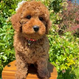 Red - Red  male Goldendoodle puppy in Caldwell, Idaho from Idaho Mini Doodles