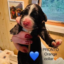 PRONTO - Black and white male Sheepadoodle puppy in Buffalo, Minnesota from Fur-ever Doodles