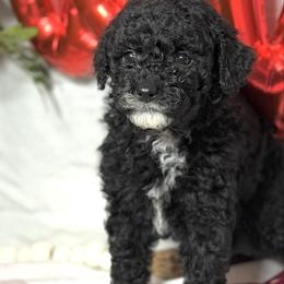Jet - Black female Goldendoodle puppy in Mantachie, Mississippi from North MS Doodles Boutique