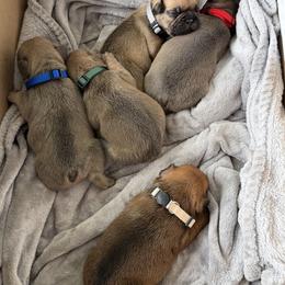 French Bulldog Puppies from B’s Frenchies