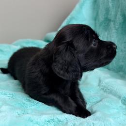 Ransom - Black male Dachshund puppy in Brenham, Texas from 1 Moore Dachshund