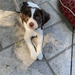Brittany Puppies from SeaBreeze Brittanys