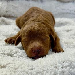 Lincoln - Apricot male Goldendoodle puppy in Willacoochee, Georgia from Kitandkboodle's Doodles