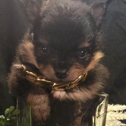 Girl bt - Black and tan parti female Pomeranian puppy in Bloomingdale, New Jersey from Bella Luna Pomeranians