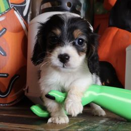 Snoopy - Piebald male Dachshund puppy in Floresville, Texas from Muddy River Dachshunds