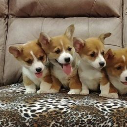 American Corgis and Pembroke Welsh Corgis from Barks Farms Corgis