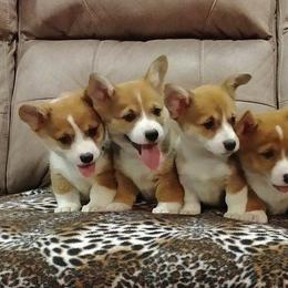 American Corgis and Pembroke Welsh Corgis from Barks Farms Corgis