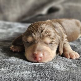 Dachshund puppies from Loyal Lil Dachshunds