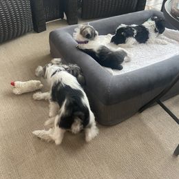 Miniature Schnauzer Puppies from Lovey Mini Schnauzers