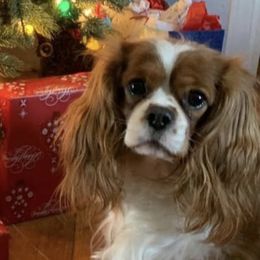 Maizy - Cavalier King Charles Spaniel