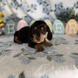 Blue Jay - Black and tan female Dachshund puppy in Temecula, California from Naomi Magee's Dachshund Kennel