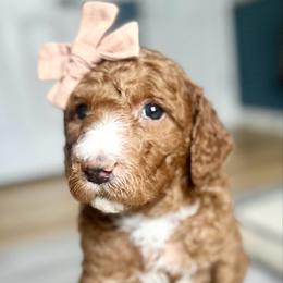 Hazel - Red  female Goldendoodle puppy in S AI Nt John, Indiana from Lulu's Goldendoodles