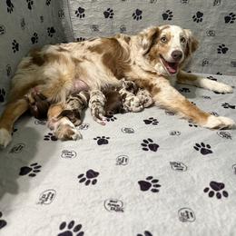Australian Shepherd Puppies from Copper Top Aussies