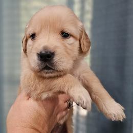 Ms. Orange - Light golden female Golden Retriever puppy in Mocksville, North Carolina from Hunting Creek Kennels & Farm