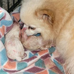Pomeranians from Francene Giraud's Pomeranians