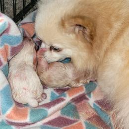 Pomeranians from Francene Giraud's Pomeranians