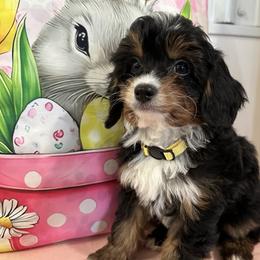 Boy 3 - male Cavapoo puppy in Shipshewana, Indiana from Shelli's Puppies