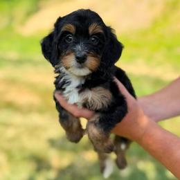 Chris - Tri-color female Bernedoodle puppy in Dundee, Ohio from Down Home Doodle