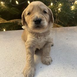 Frosty - Cream male Goldendoodle puppy in Goshen, Ohio from Land of Goshen Doodles