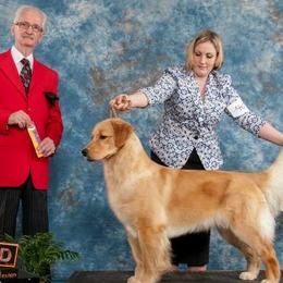 Golden Retrievers from Goldensand Goldens