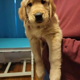 Golden Retriever Puppies from Wild Roost Goldens